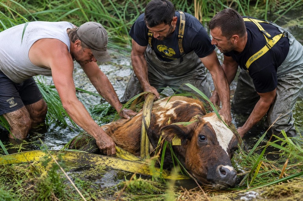 Gasilci rešili kravo, nato pa sledila še ganljiva gesta, ki je navdušila splet (foto: ai)