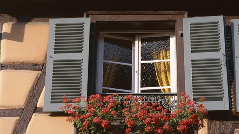 "Infuzija" za pelargonije: ta domača mešanica bo poživela rastline in podaljšala cvetenje