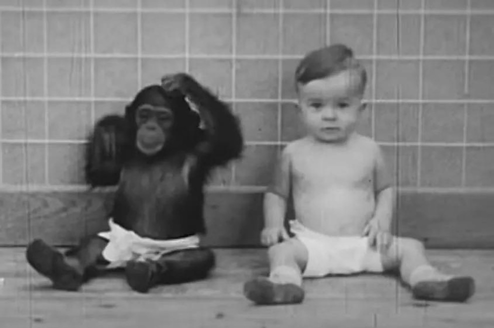 Psihologa sta svojega 10-mesečnega sina vzgajala skupaj s šimpanzinjo: eden najbolj bizarnih poskusov 20. stoletja (foto: The Ape and the Child (1933))